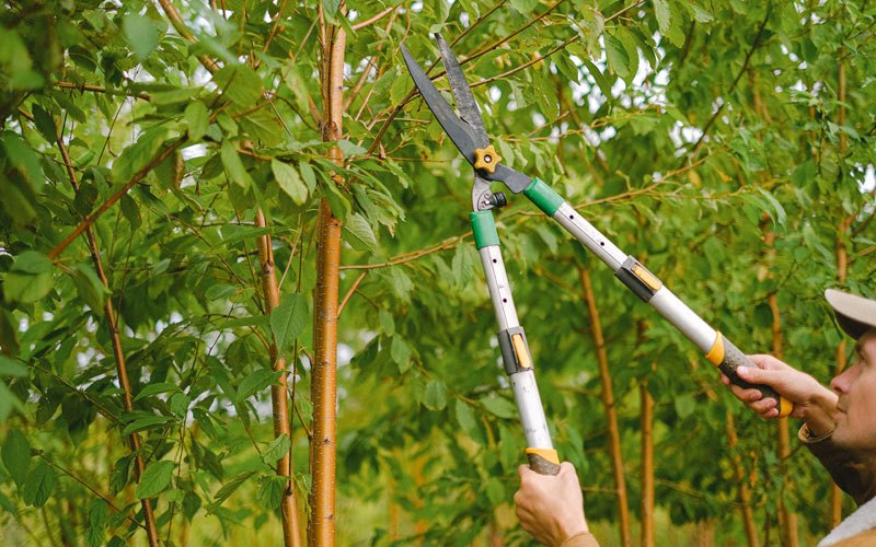 Tree trimming in Russia, OH